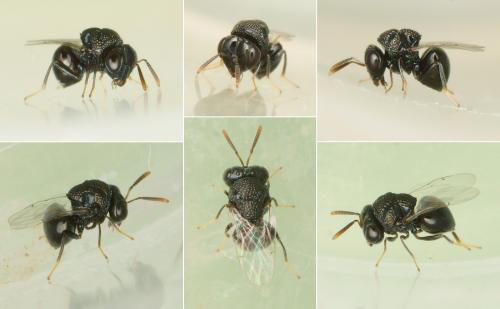 Perilampus sp.